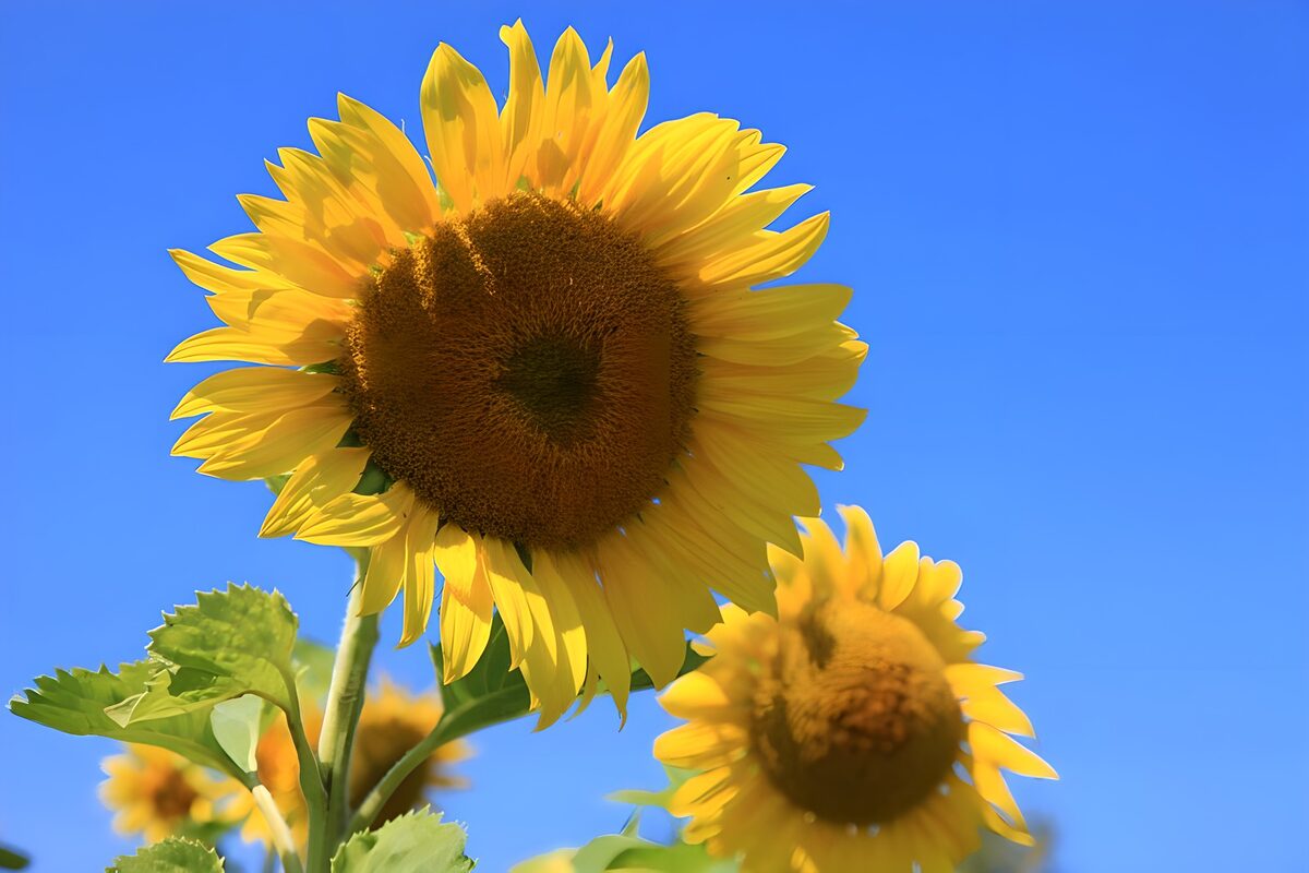 PDGIT9987596: Girasole giallo sotto il cielo blu