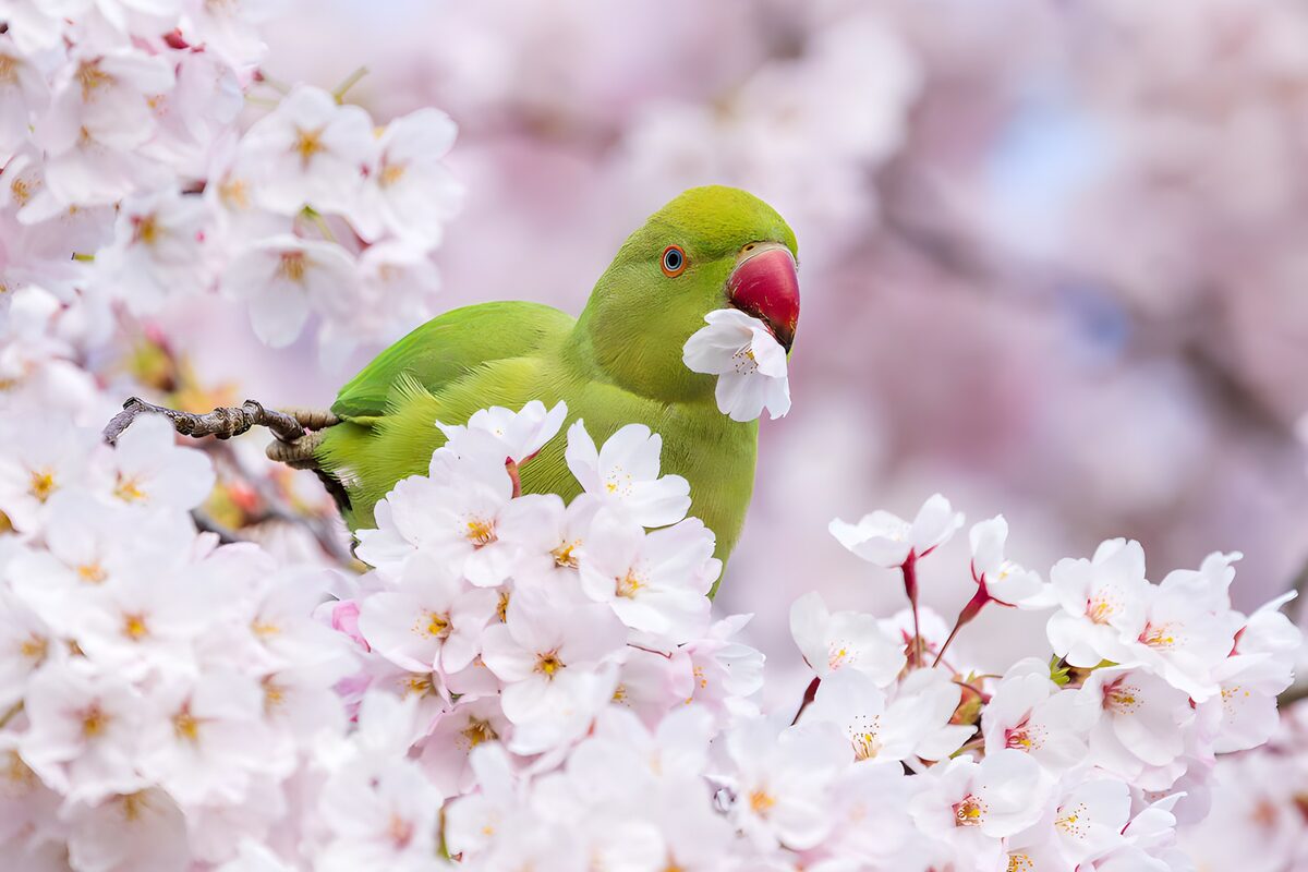 PDGIT4395309: Parrocchetto tra i ciliegi in fiore