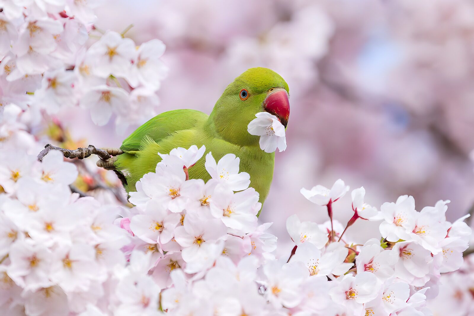 PDGIT4395309: Parrocchetto tra i ciliegi in fiore