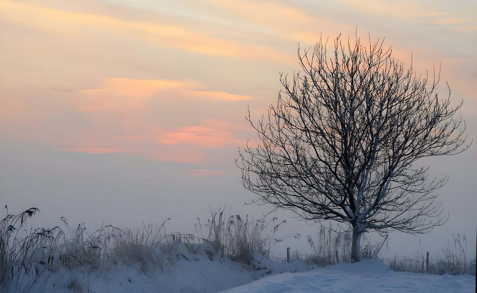 PDGIT3365553: Albero spoglio tra neve e nebbia