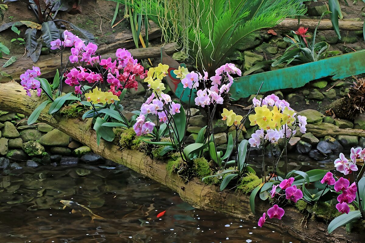 PDGIT9631652: Orchidee in fiore sopra lo stagno