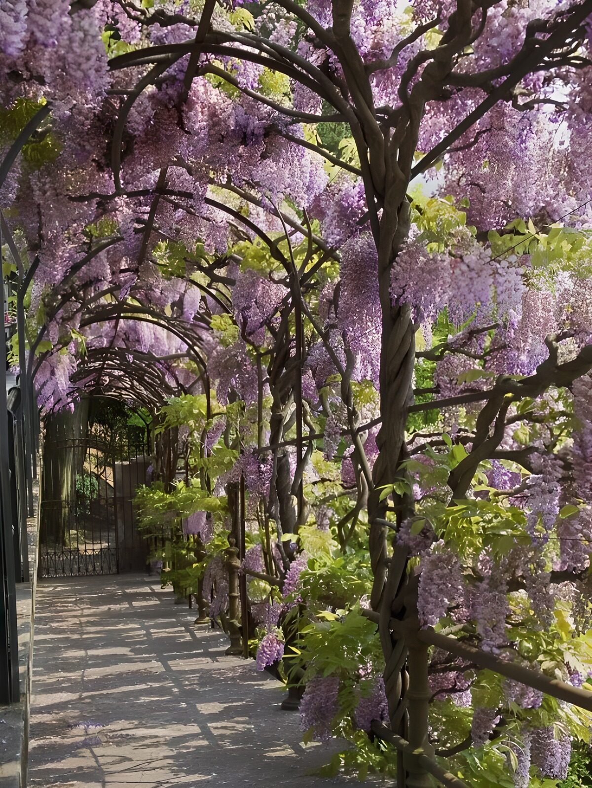 Pergola di glicine, un sentiero all’ombra