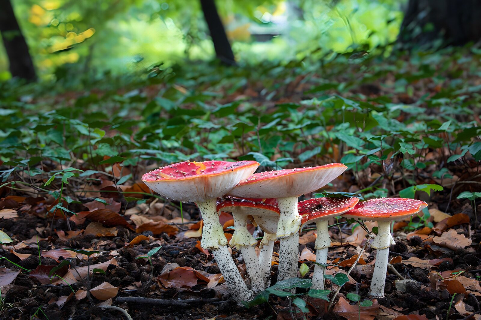 PDGIT5451786: Amanite rosse tra le foglie d’autunno