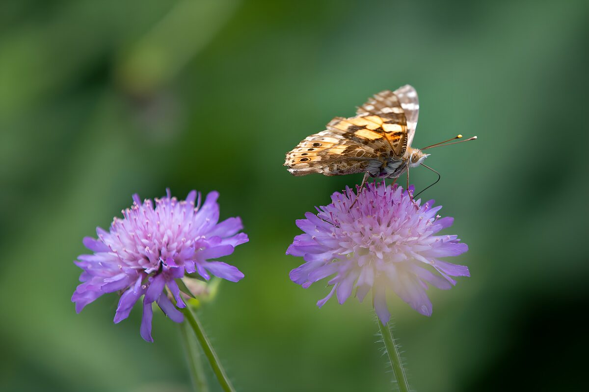 PDGIT6004546: Farfalla posata su un fiore lilla