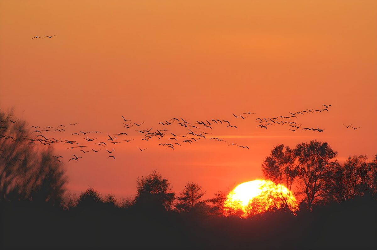 Stormo nel cielo arancione del tramonto