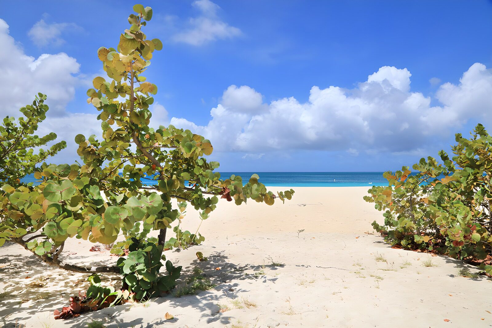 PDGIT3048905: Spiaggia chiara tra arbusti e mare