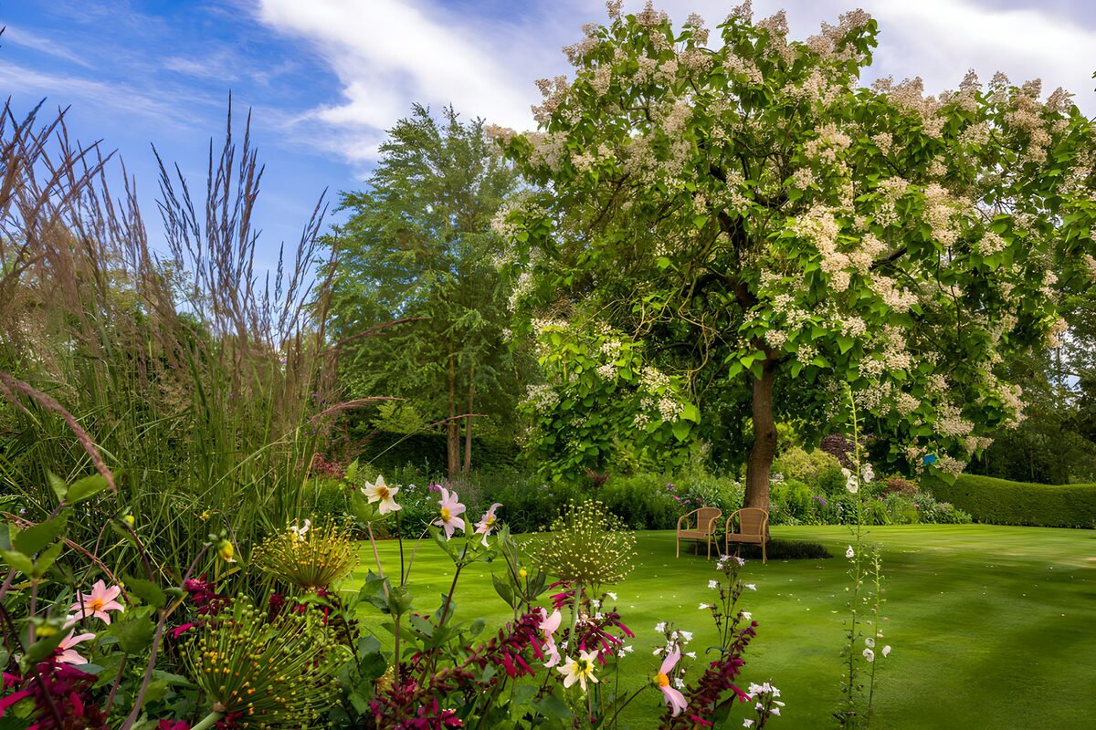 PDGIT4616555: Albero in fiore e sedie all’ombra