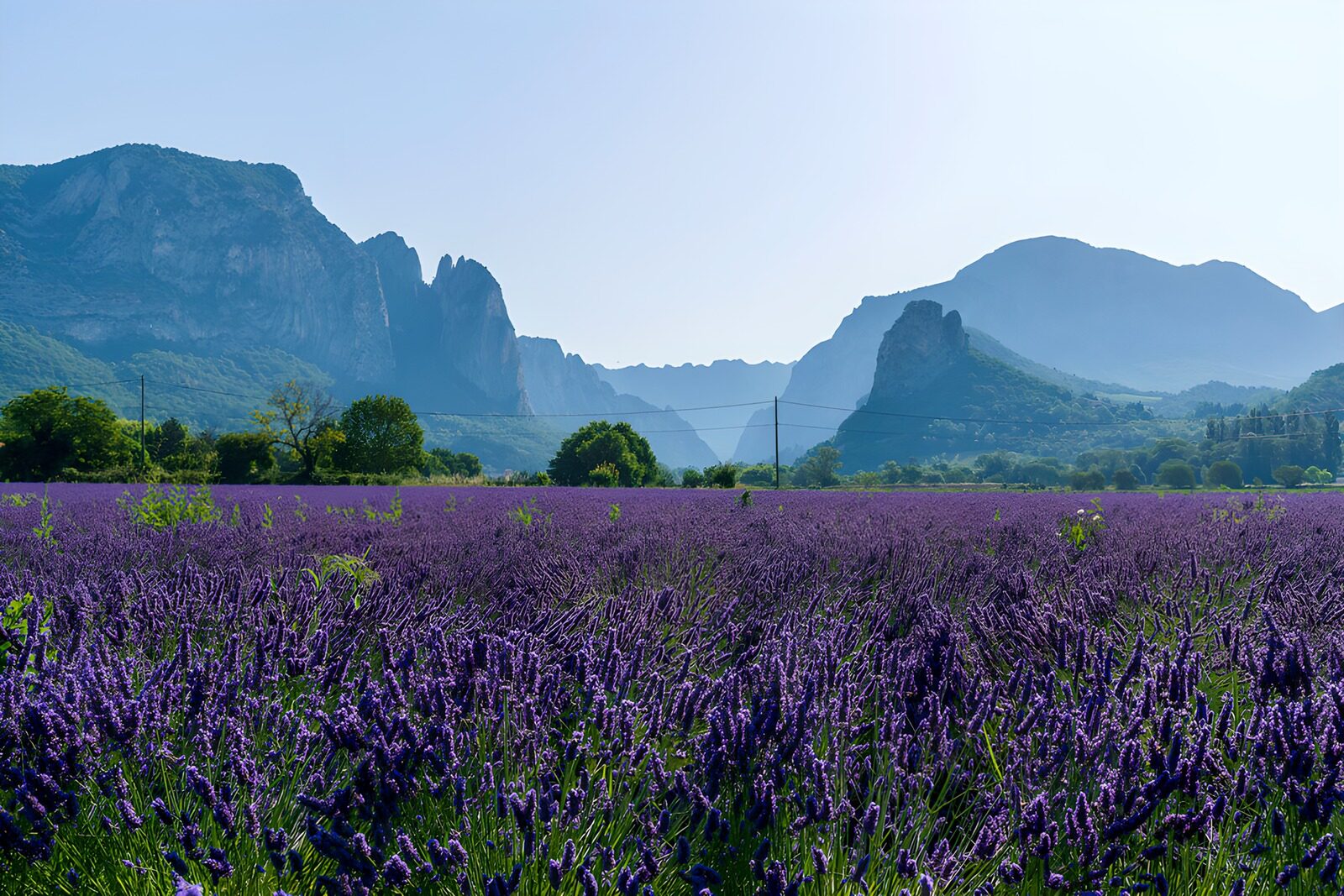 PDGIT6943278: Campo di lavanda ai piedi dei monti