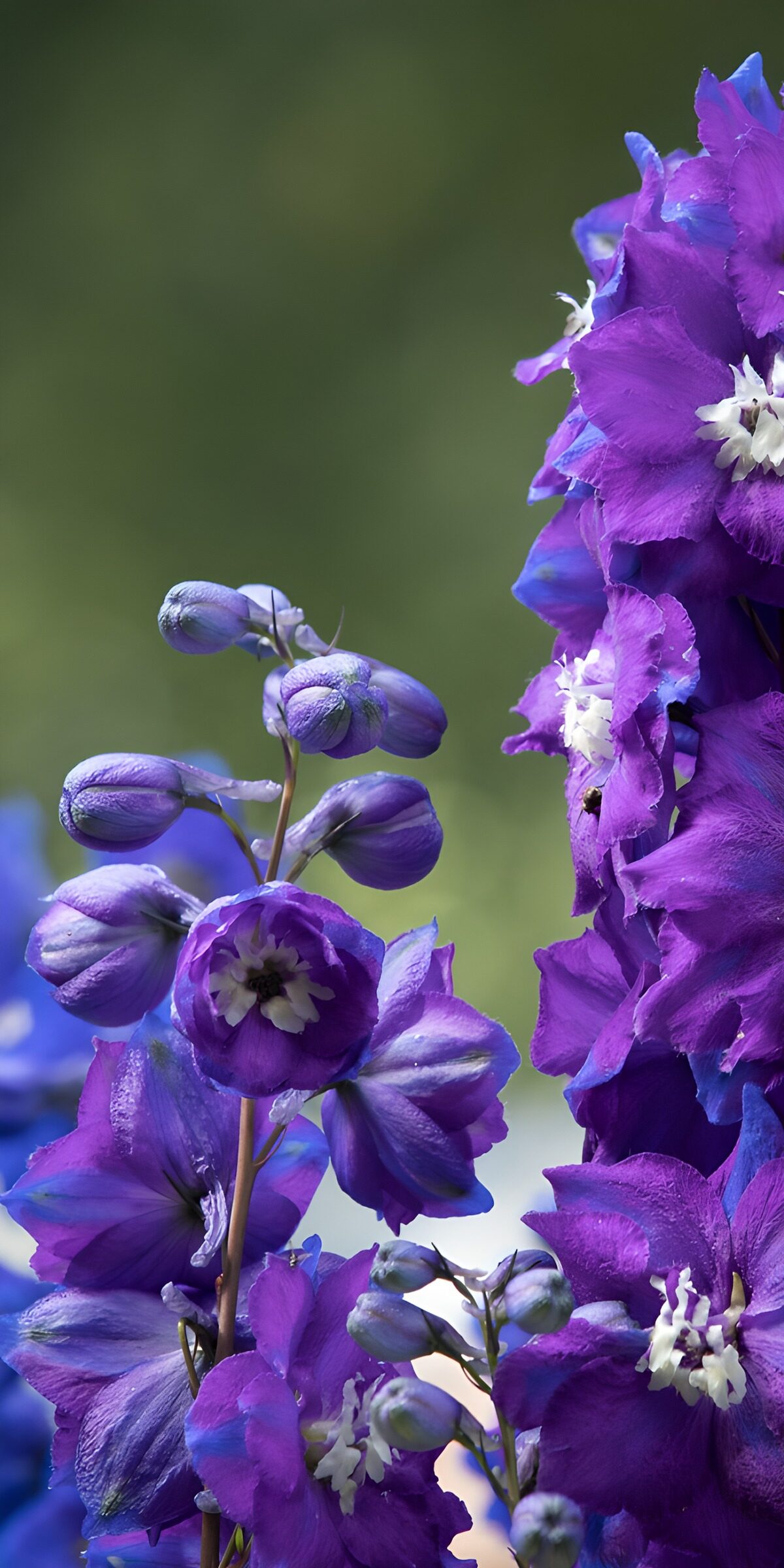 PDGIT2688559: Delphinium blu e viola in primo piano