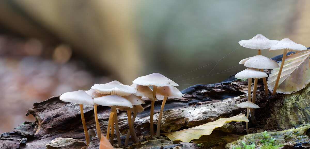 PDGIT6924180: Piccoli funghi bianchi sul vecchio tronco