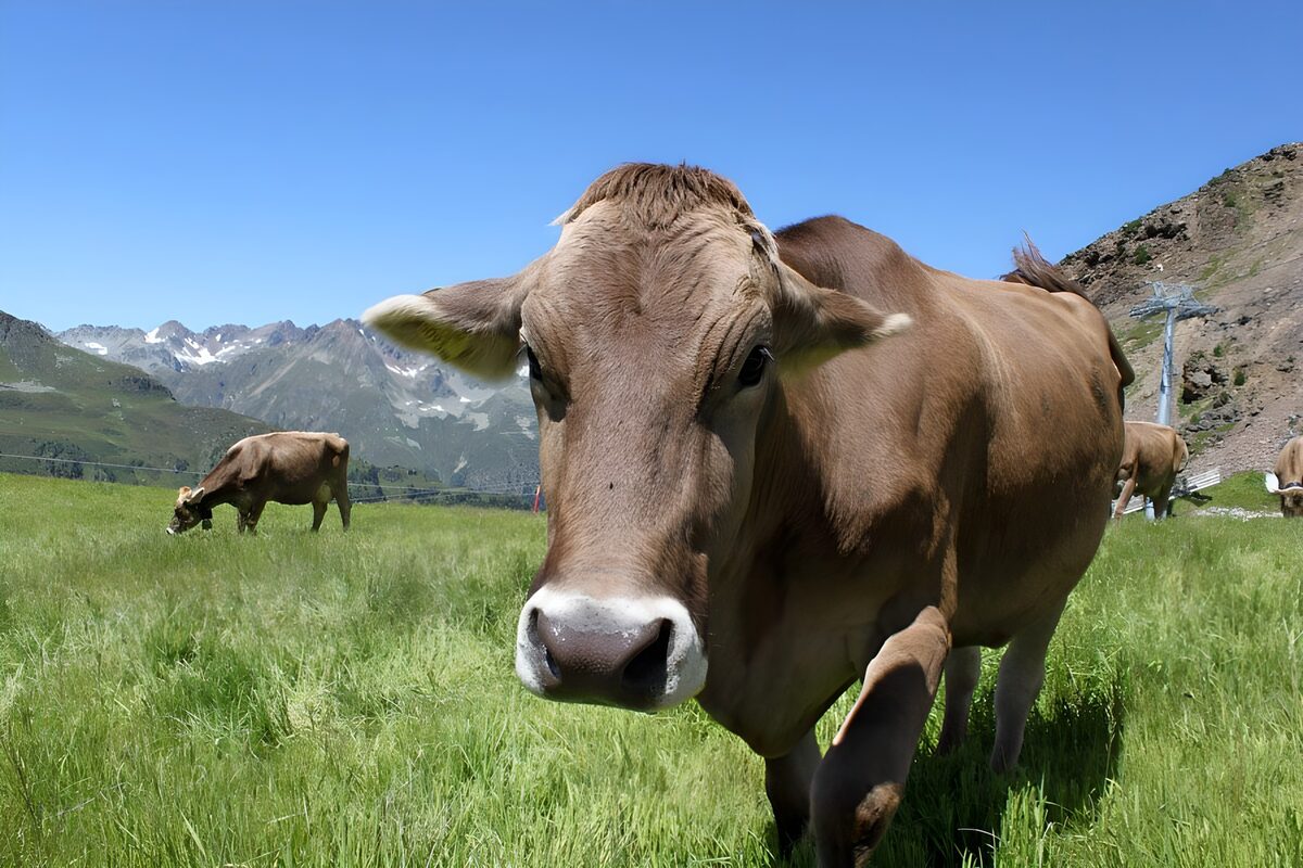 PDGIT8362786: Mucca bruna nel prato di montagna