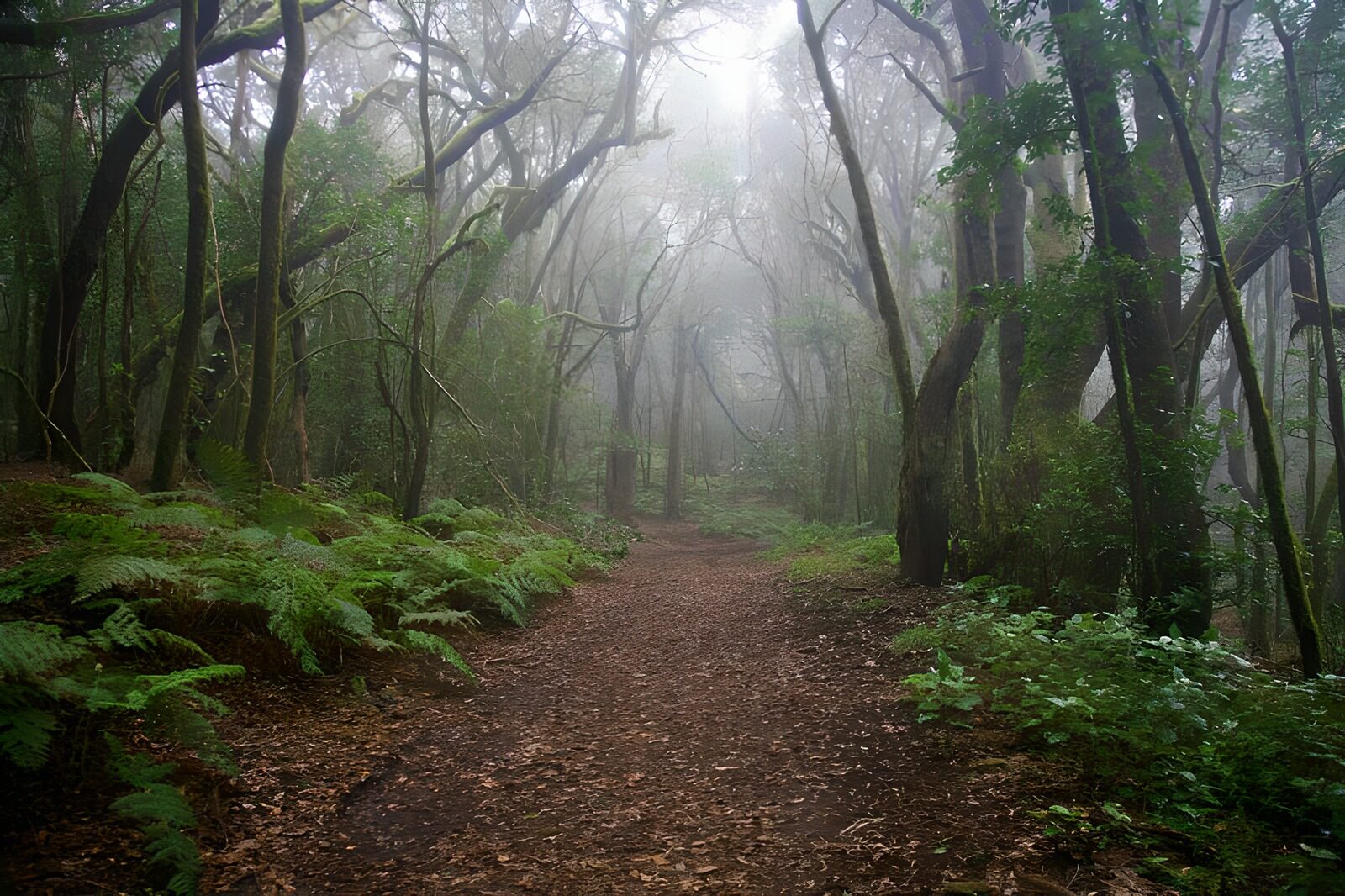 PDGIT2926121: Sentiero nel bosco tra felci e nebbia