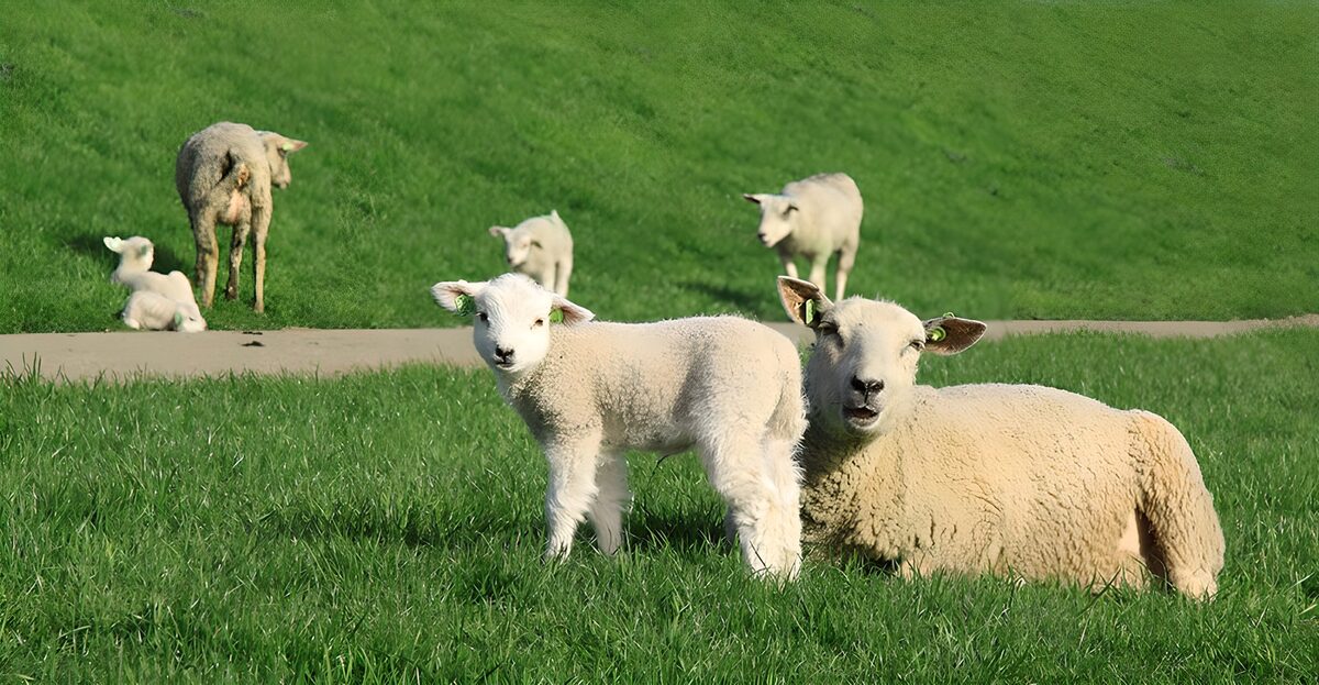 PDGIT5639589: Agnello e pecora nel prato verde