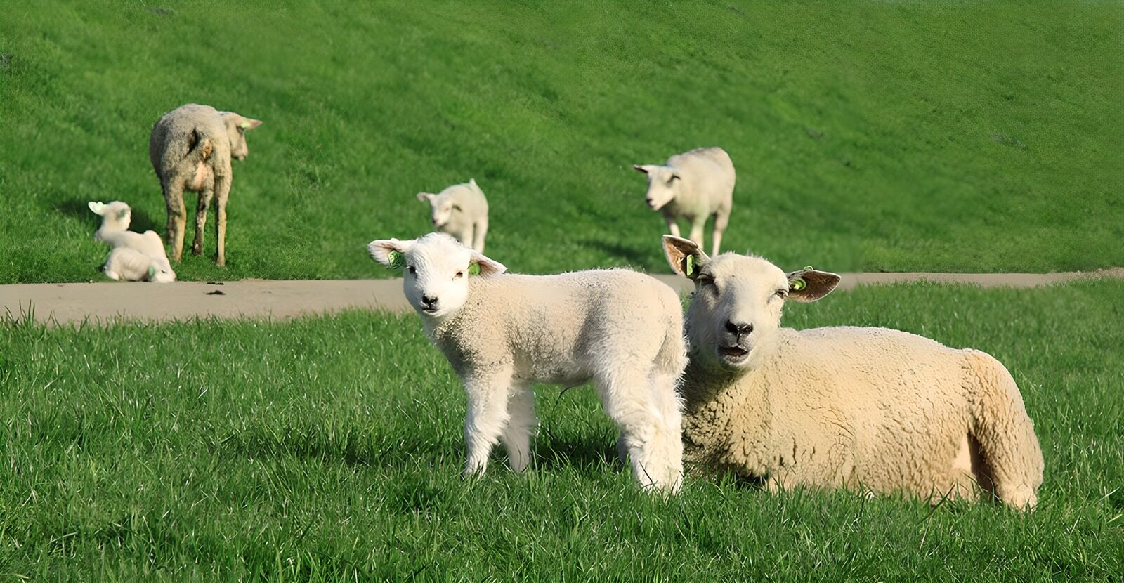 PDGIT5639589: Agnello e pecora nel prato verde