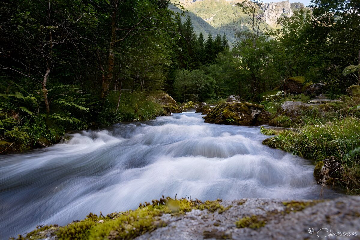 Torrente tra rocce e bosco verde