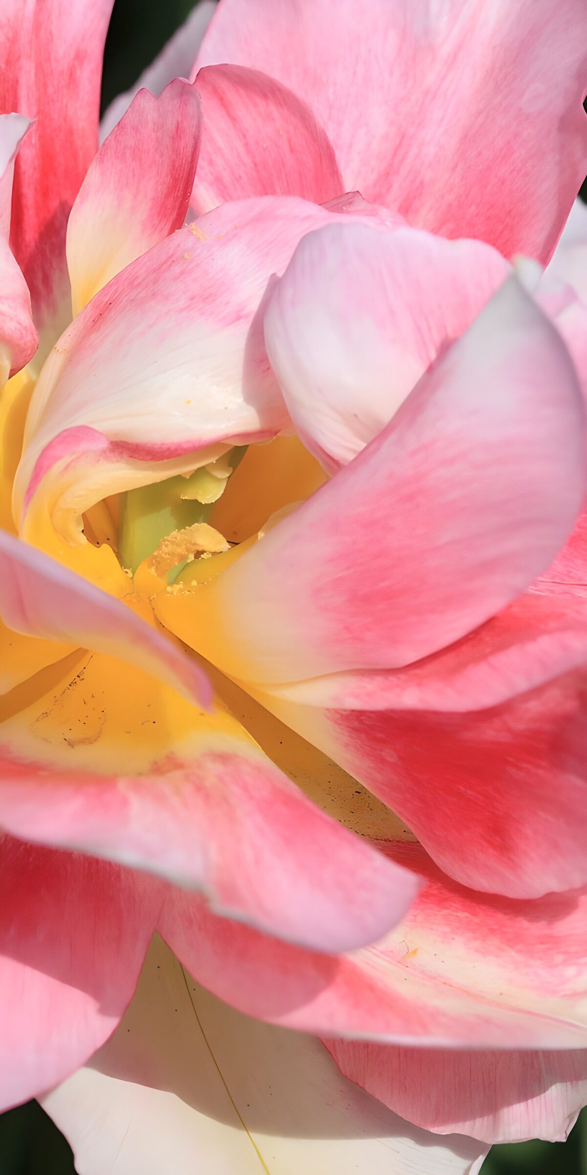 PDGIT7824606: Fiore rosa e crema in primo piano