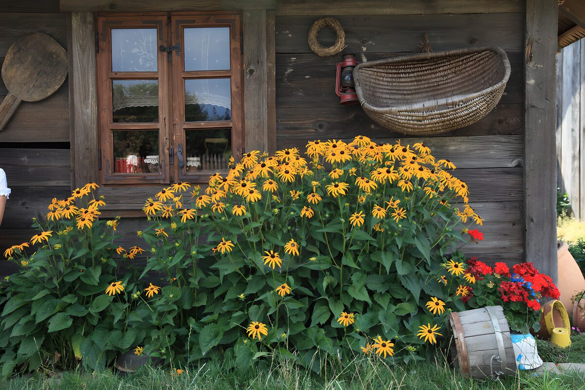 PDGIT1639748: Fiori gialli ai piedi della casa in legno