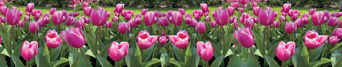 PDGIT3475899: Tulipani rosa al sole di primavera