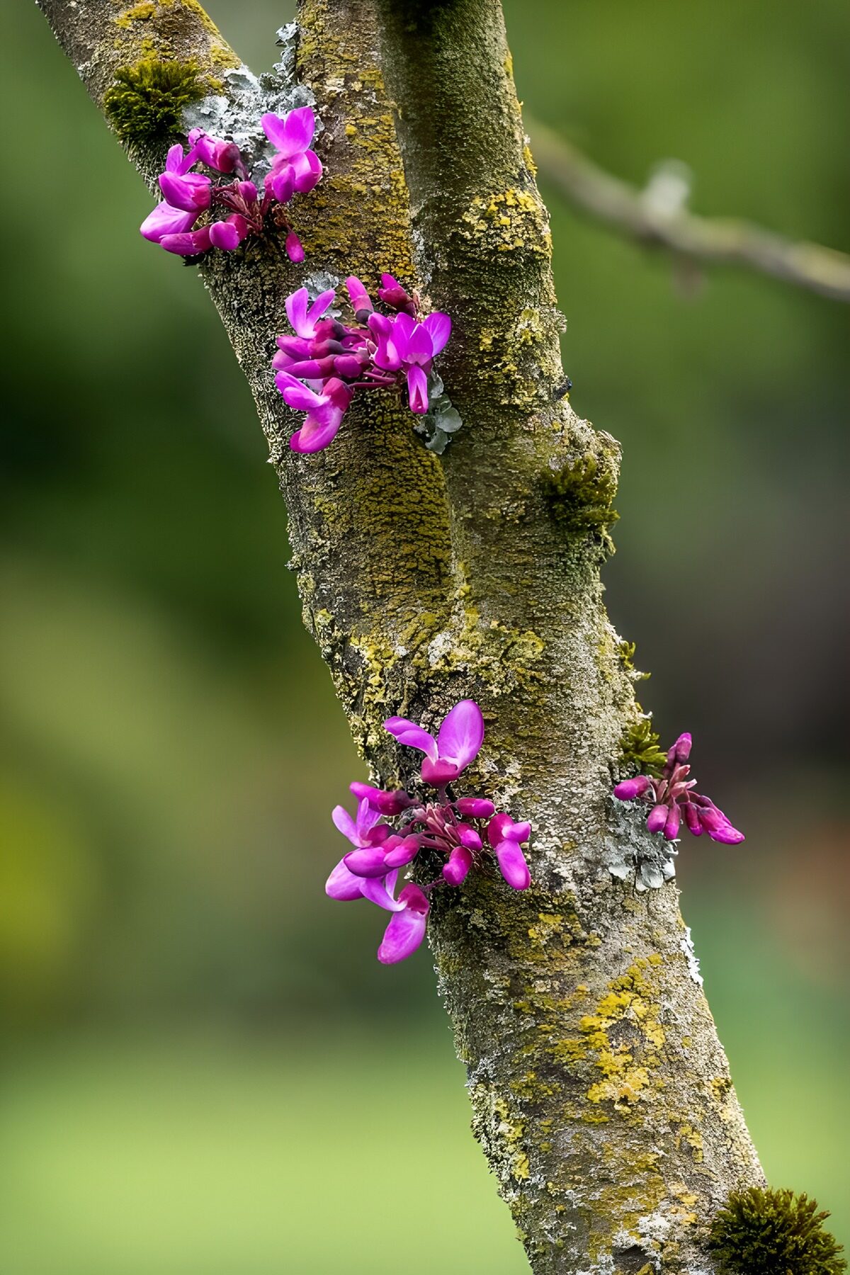 PDGIT5631074: Fiori rosa sul tronco tra muschio e licheni