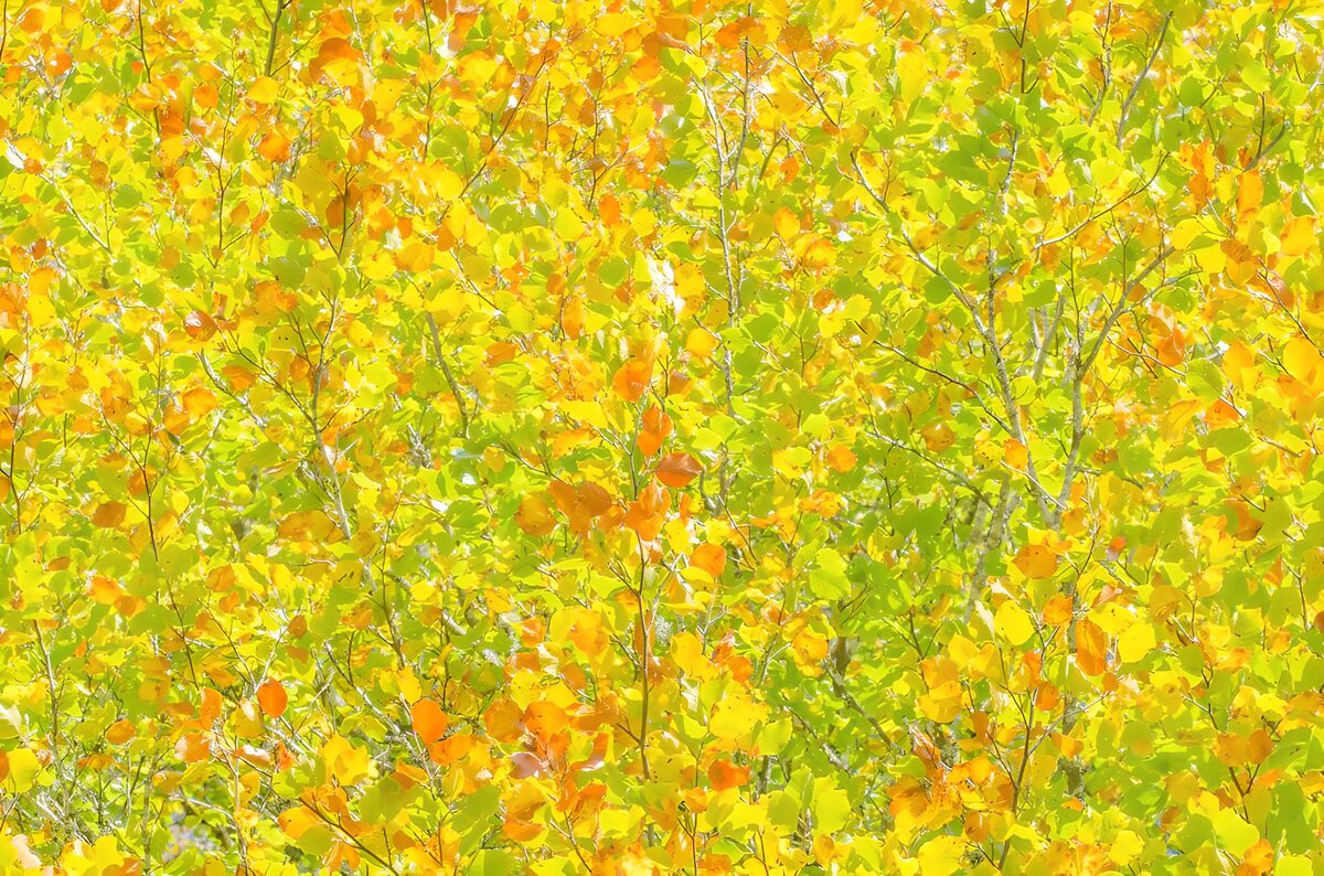 PDGIT2434738: L’autunno intreccia foglie d’oro e luce