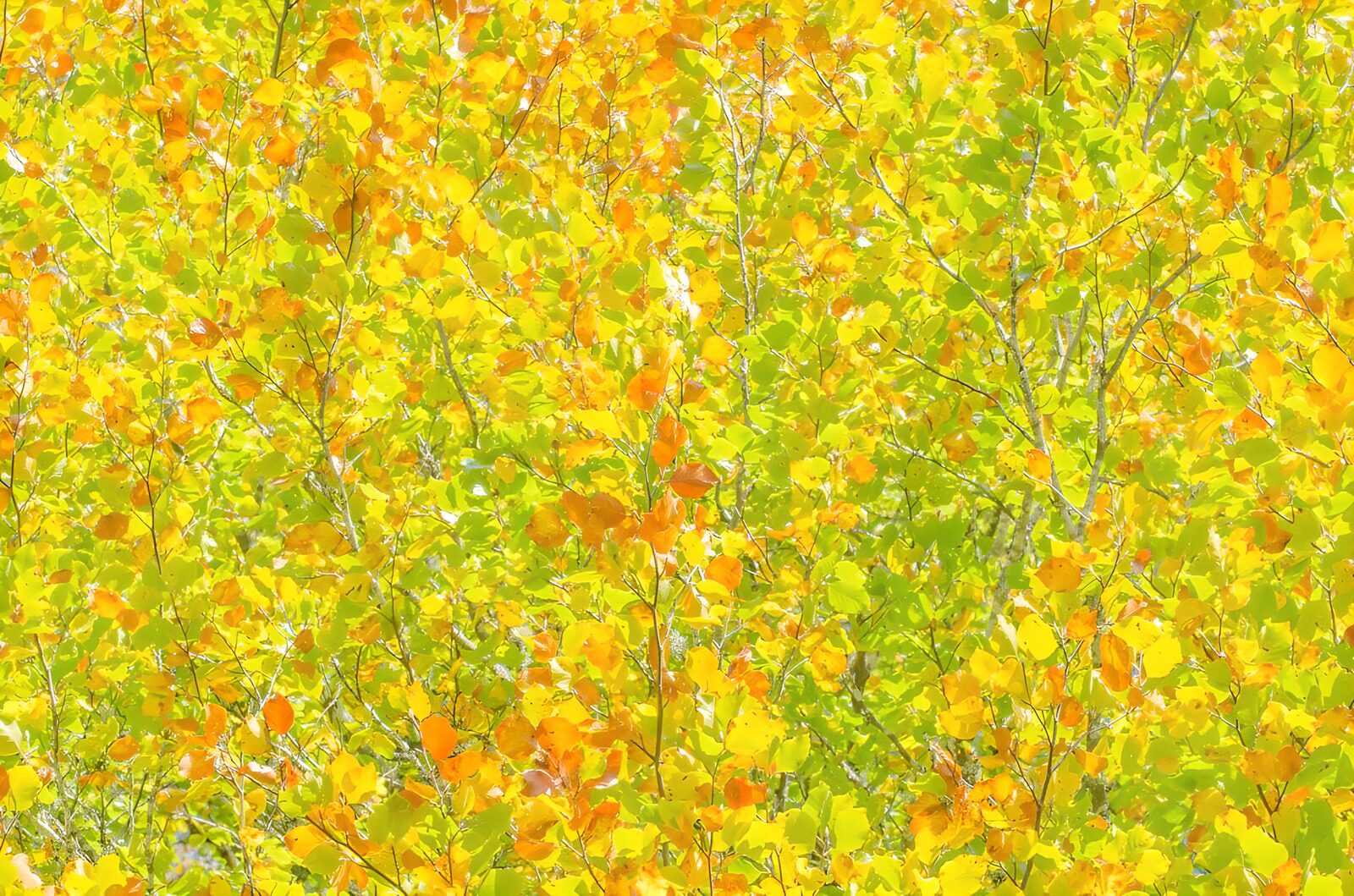 PDGIT2434738: L’autunno intreccia foglie d’oro e luce