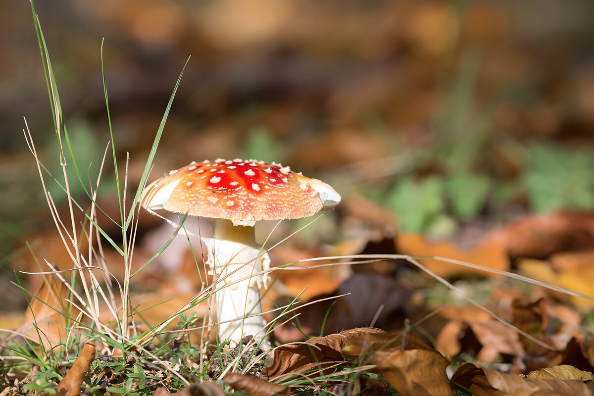 PDGIT4846647: Amanita rossa tra le foglie d’autunno