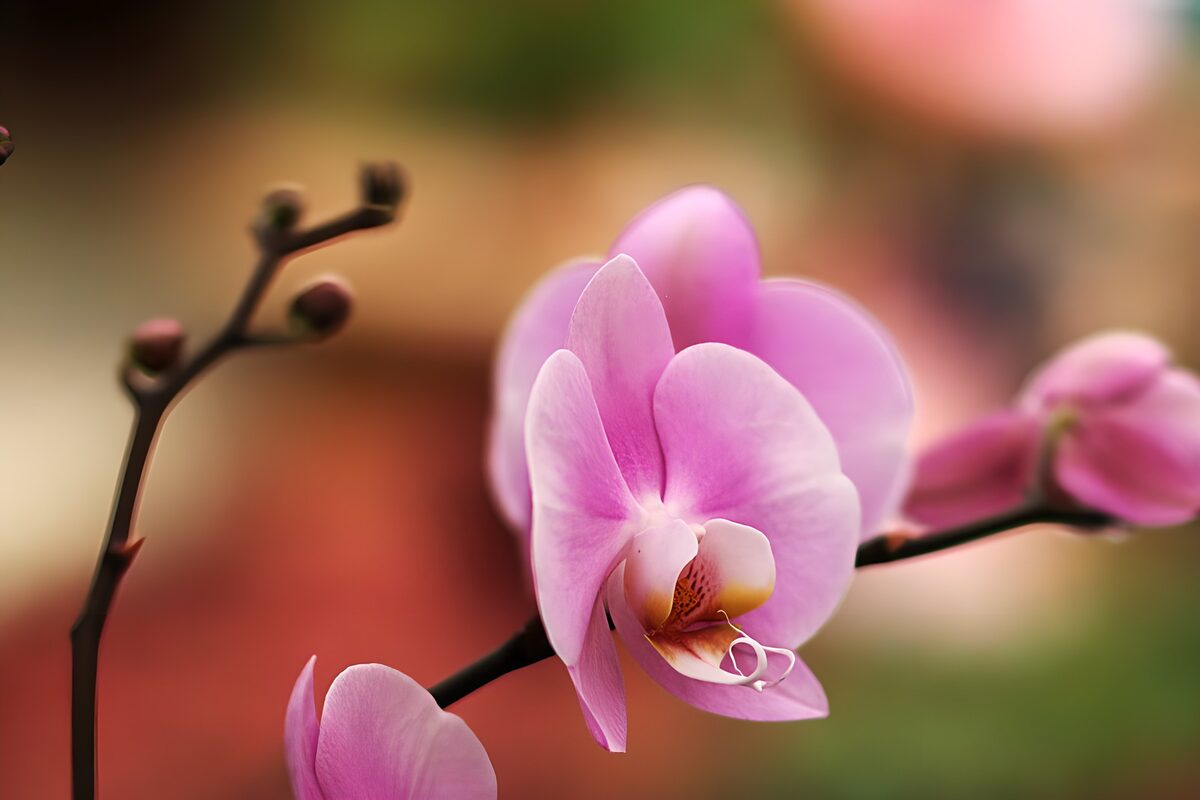 PDGIT5601364: Orchidea rosa nella luce morbida