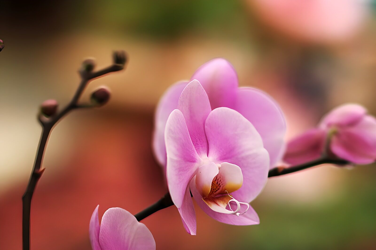 PDGIT5601364: Orchidea rosa nella luce morbida