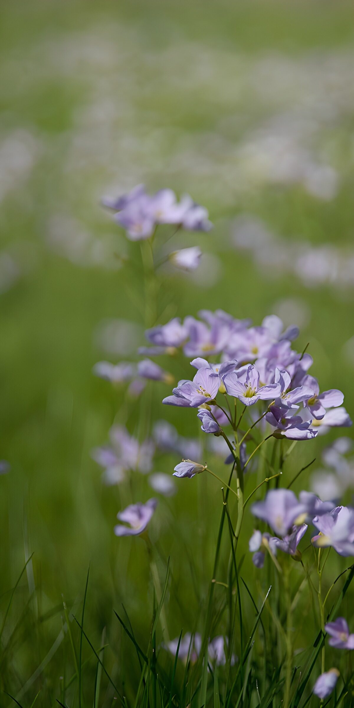 PDGIT4175301: Fiori lilla tra l’erba nella luce