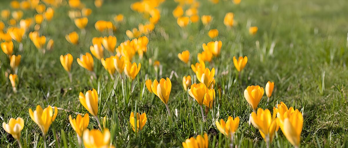 Crochi gialli nell’erba di primavera