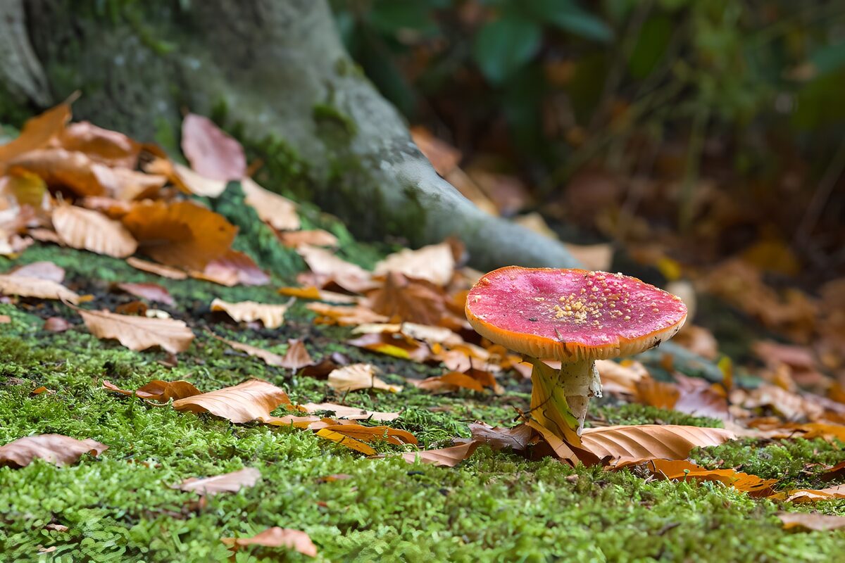 Fungo rosso tra muschio e foglie d’autunno