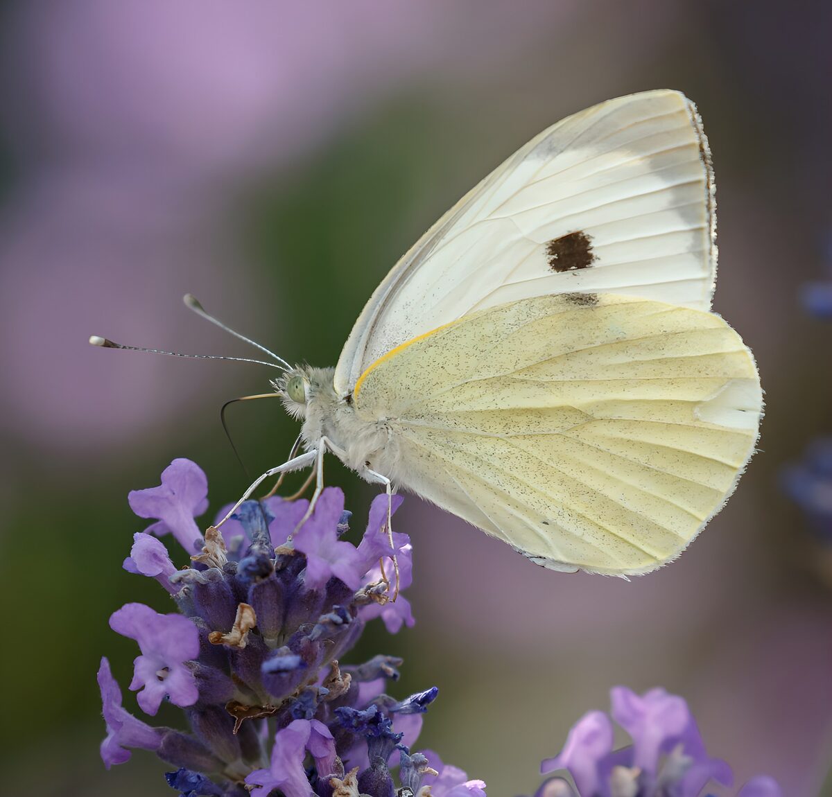 PDGIT9288649: Farfalla bianca sulla lavanda in fiore