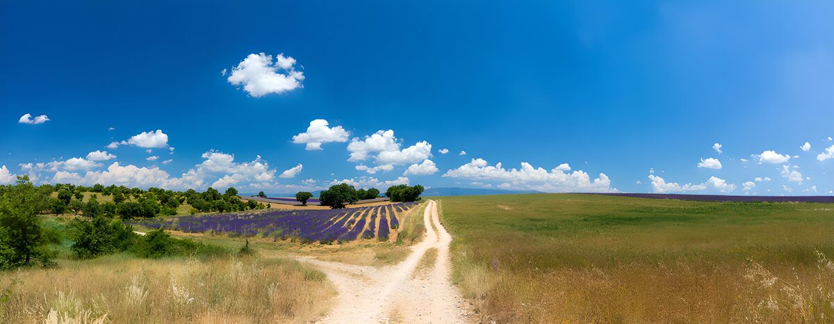 Strada sterrata e lavanda al sole