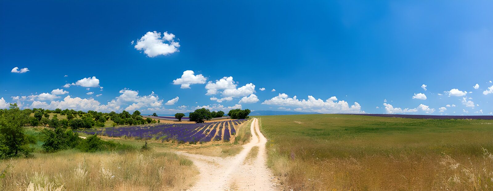 PDGIT2249242: Strada sterrata e lavanda al sole