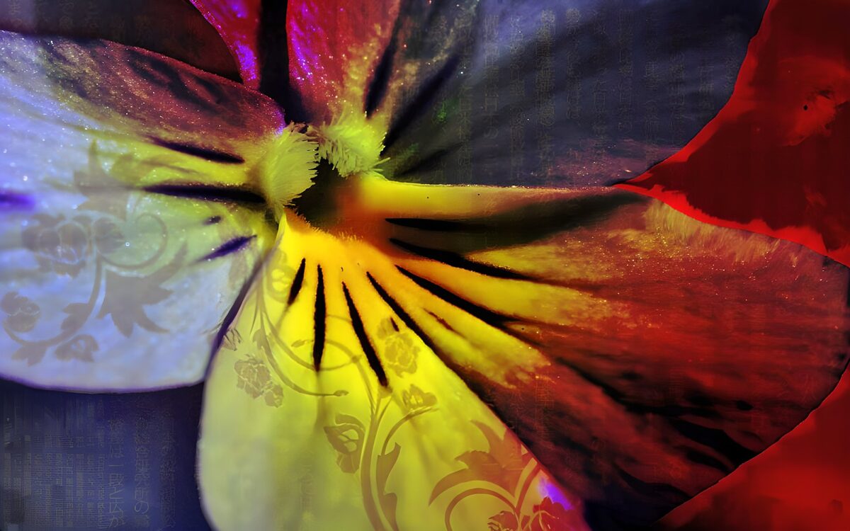 PDGIT9706993: Viola del pensiero dai colori accesi