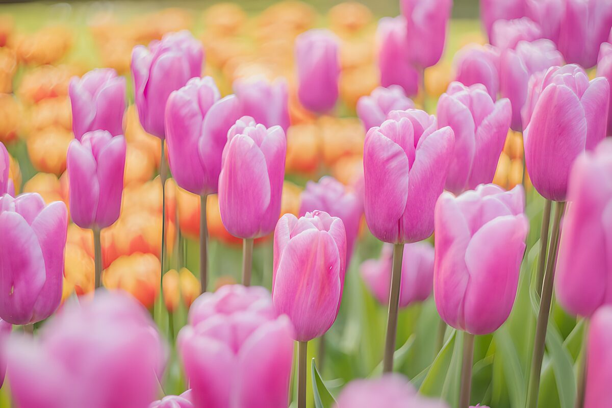 PDGIT3672949: Tulipani rosa nella luce morbida