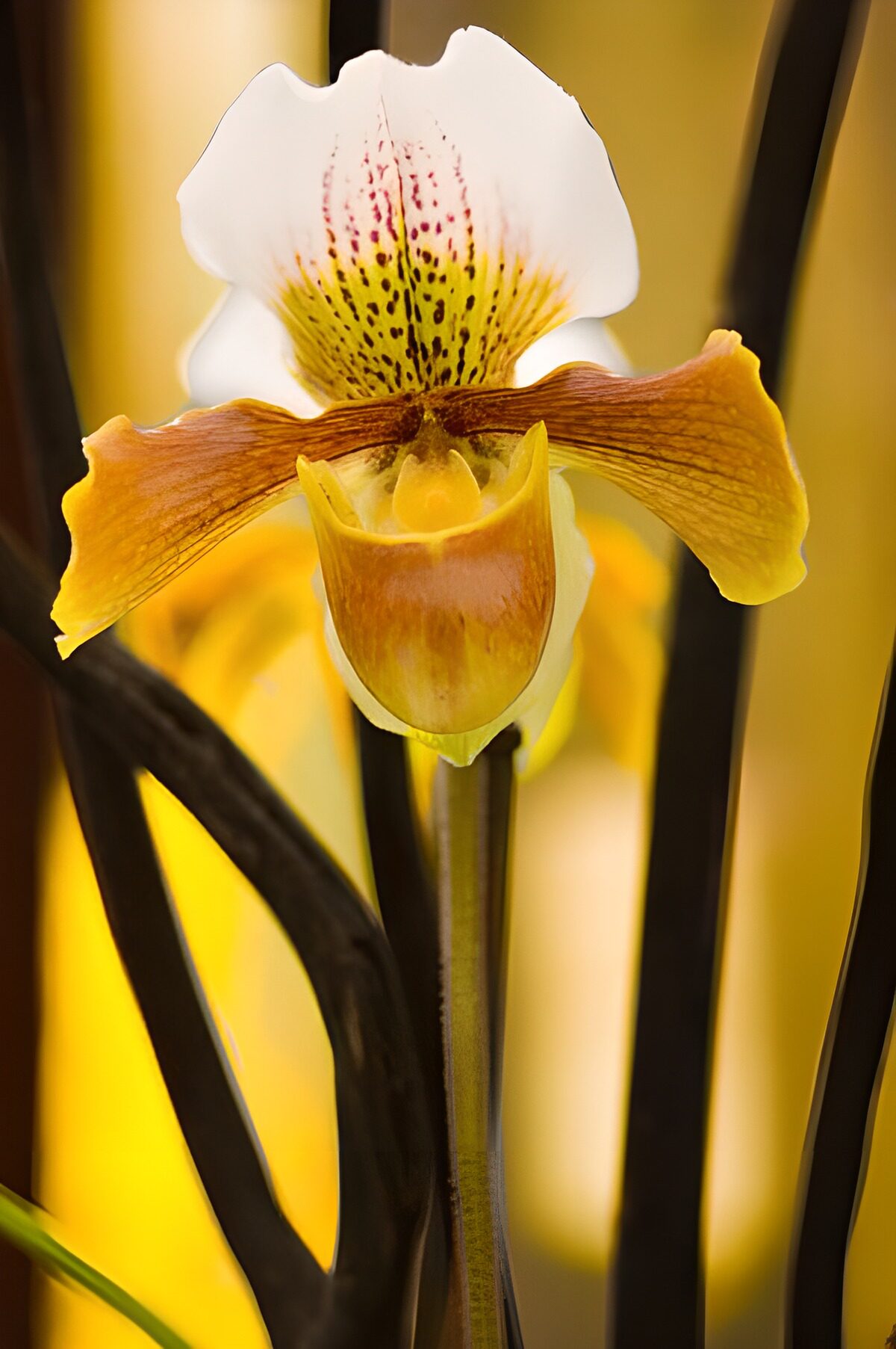 Orchidea gialla su un fondo d’oro