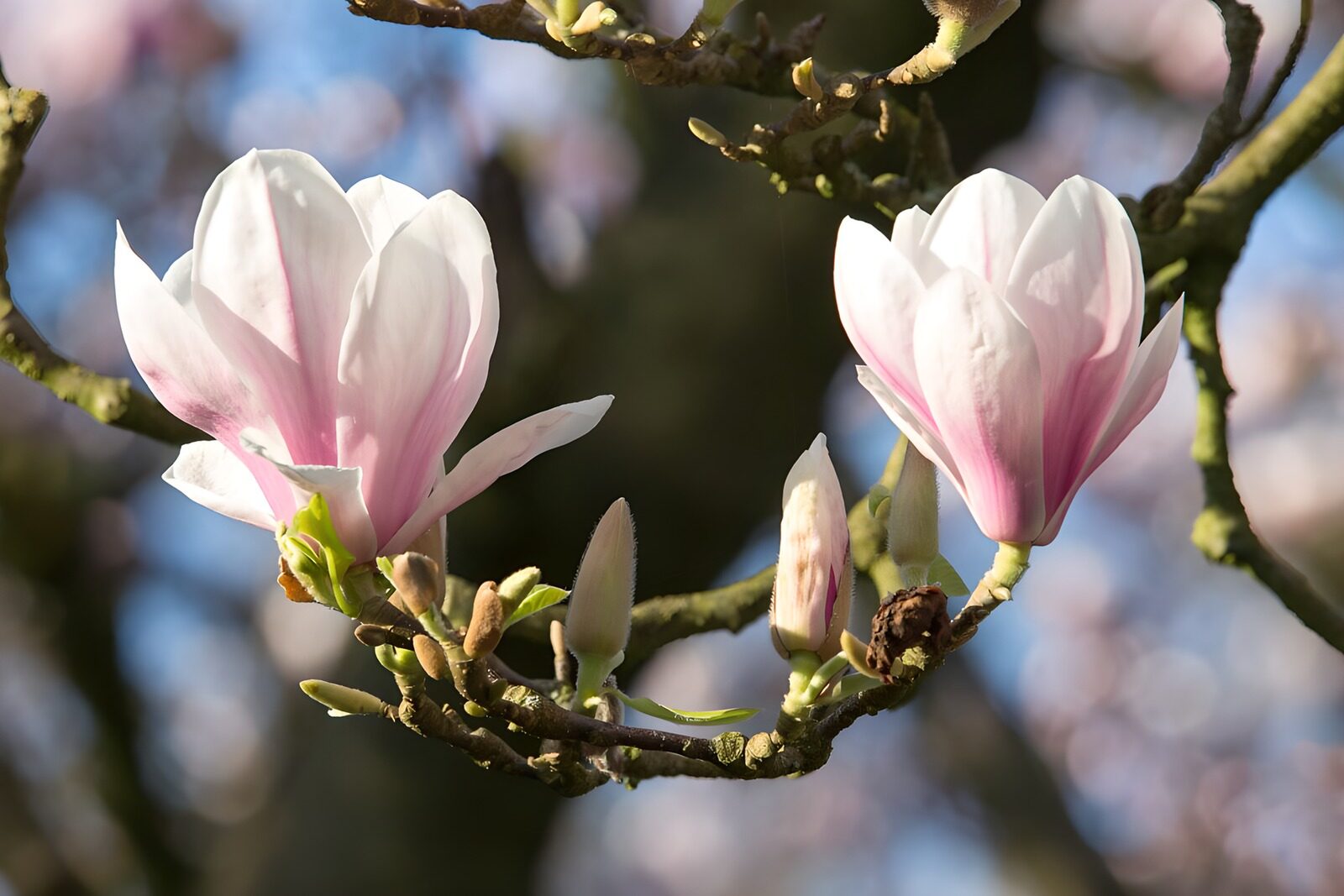 PDGIT8082893: Due magnolie rosa e bianche al sole