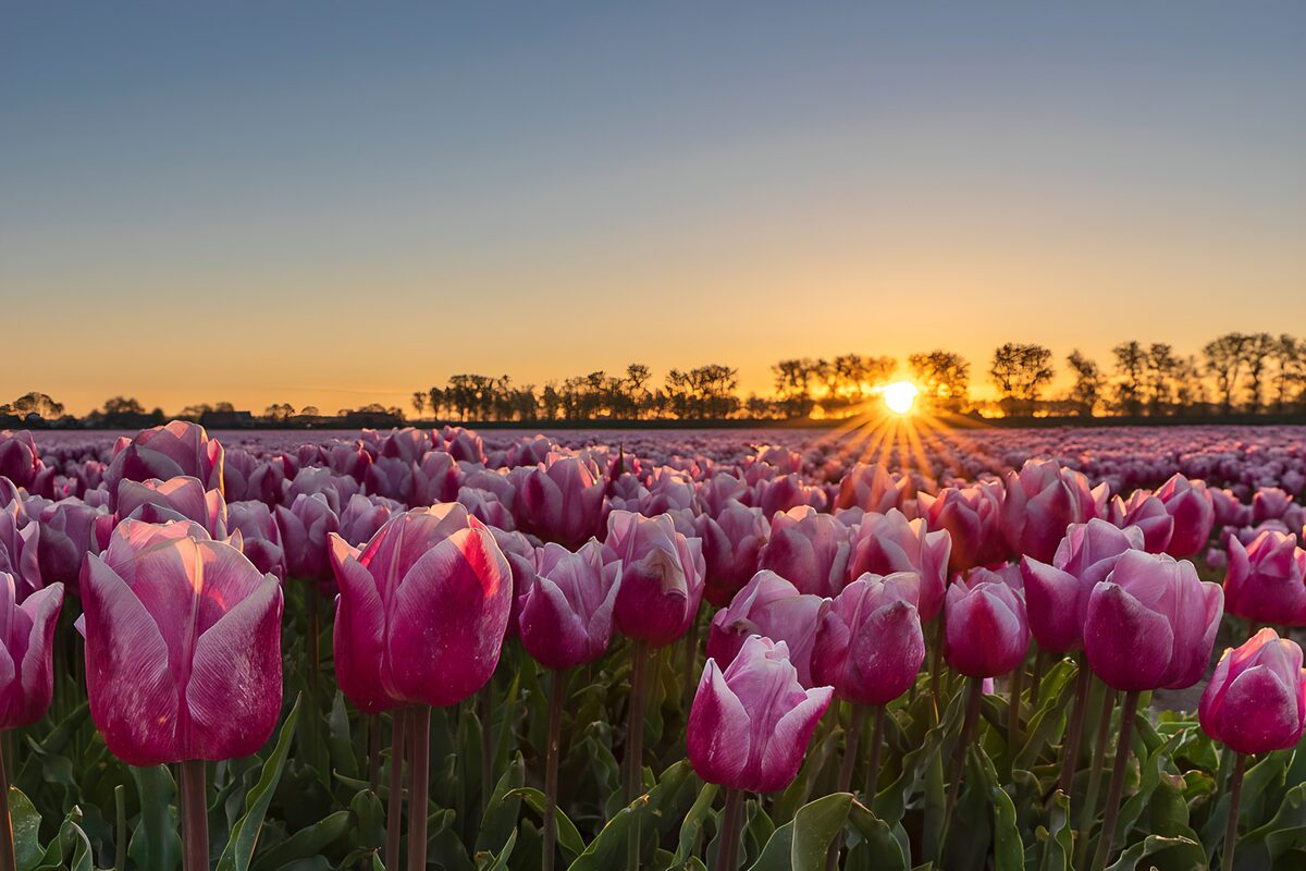 PDGIT2333692: Tulipani rosa e viola al sole basso
