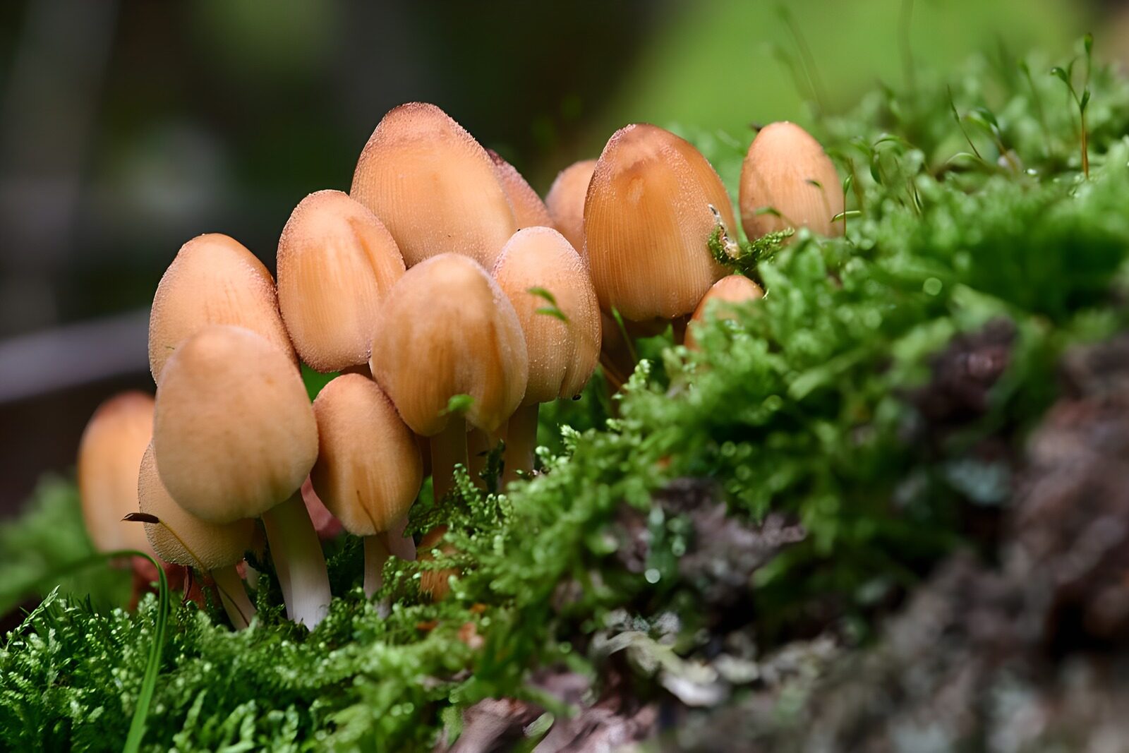 PDGIT1424479: Funghi color pesca tra il muschio