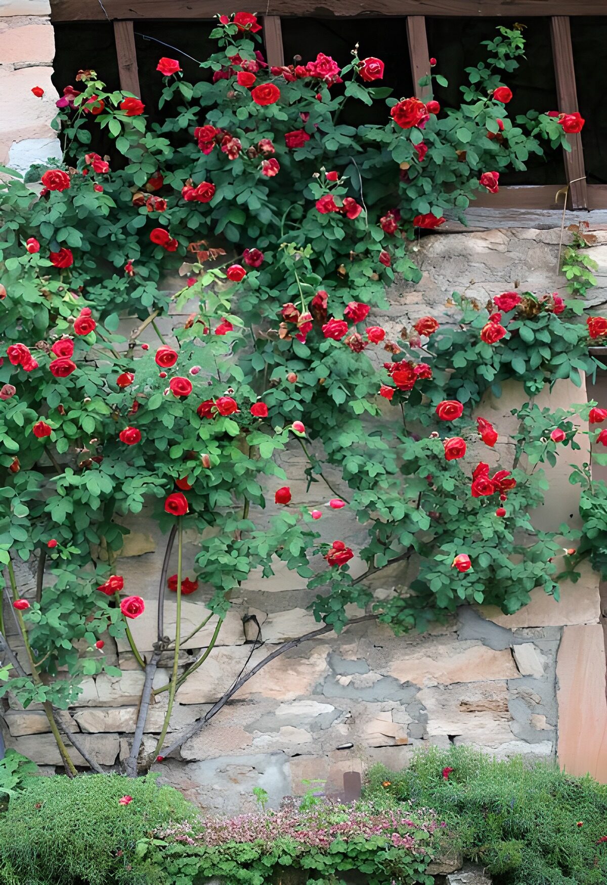 PDGIT2626237: Rose rosse sul muro di pietra
