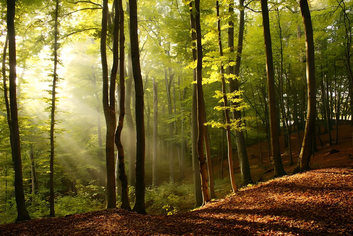 Bosco d’autunno tra sole e foschia