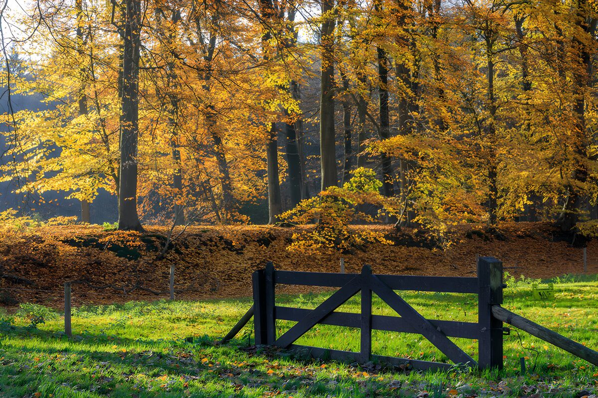 PDGIT4774834: Cancello in legno nel bosco d’autunno