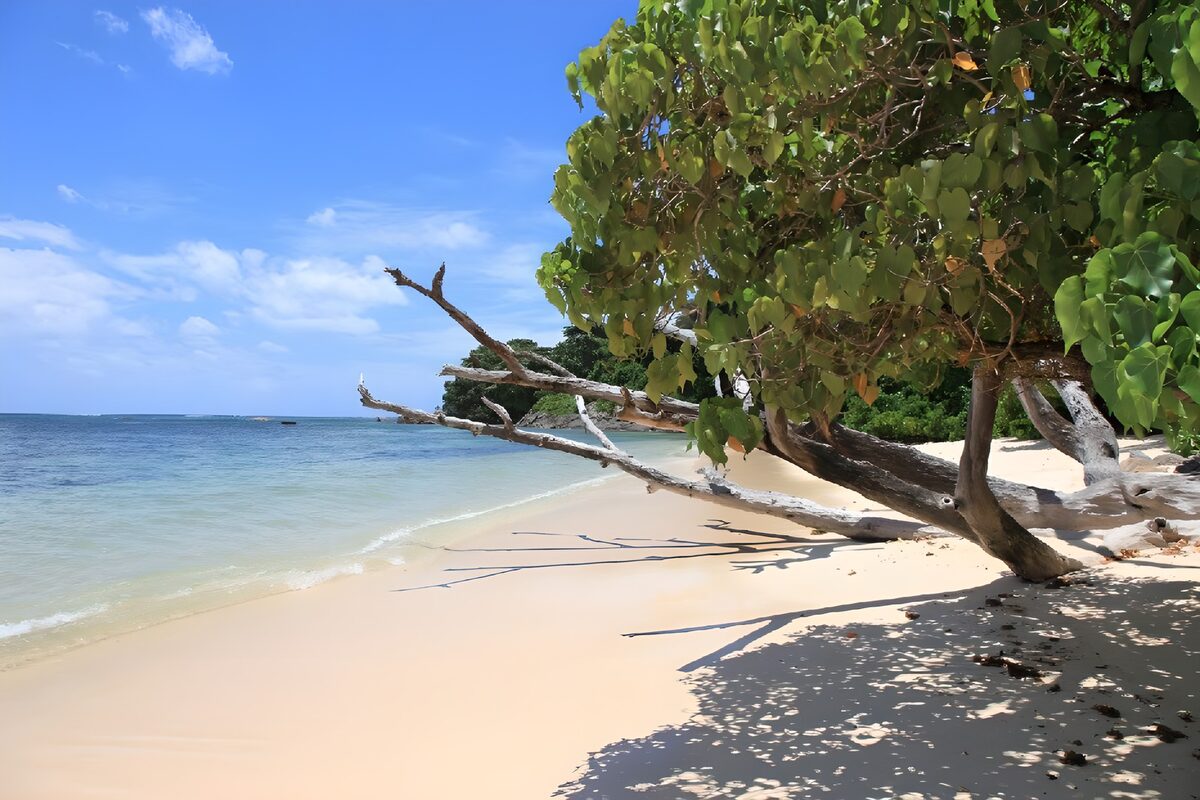 PDGIT3290697: Spiaggia sabbiosa con albero sul mare