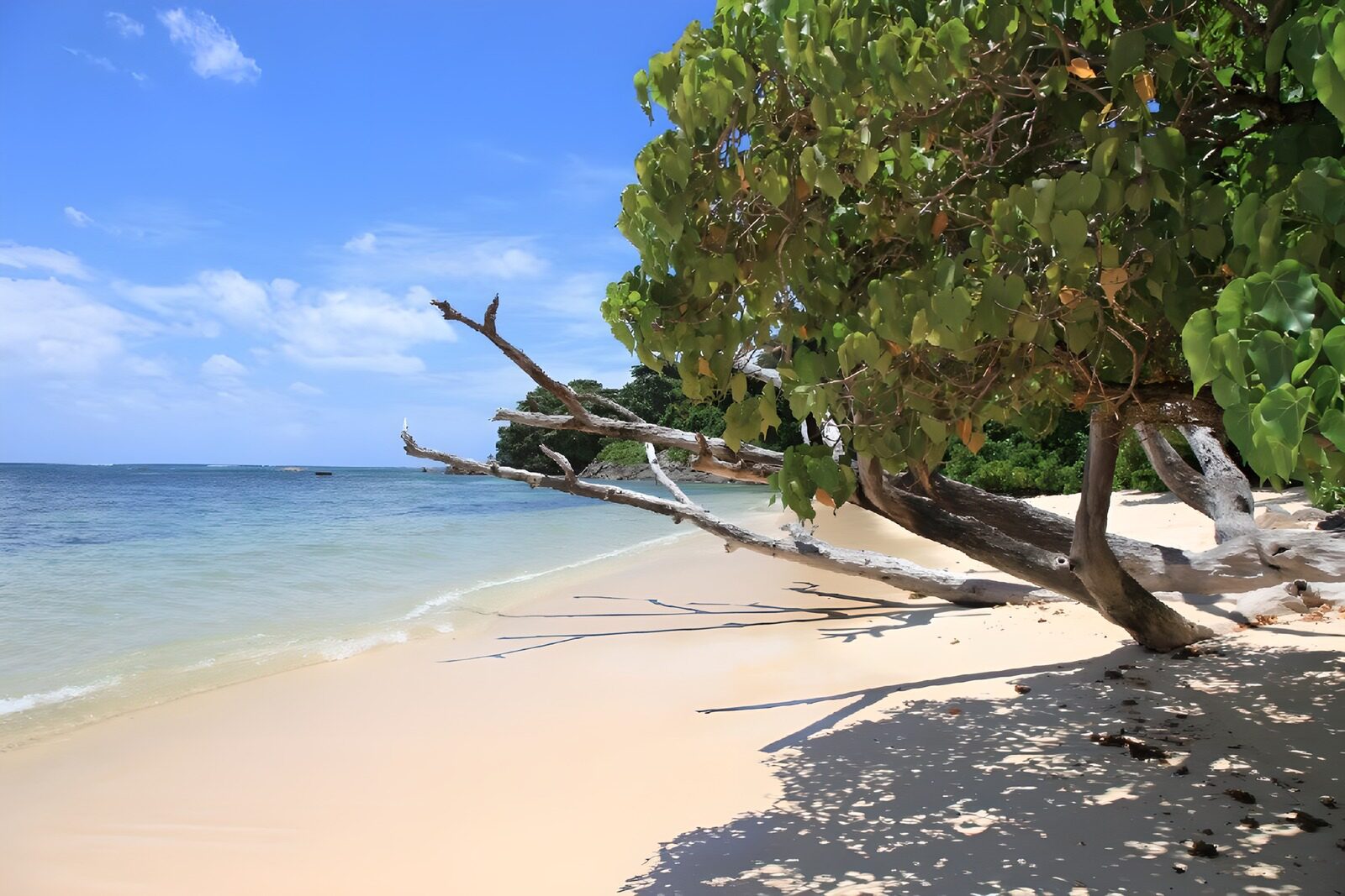 PDGIT3290697: Spiaggia sabbiosa con albero sul mare