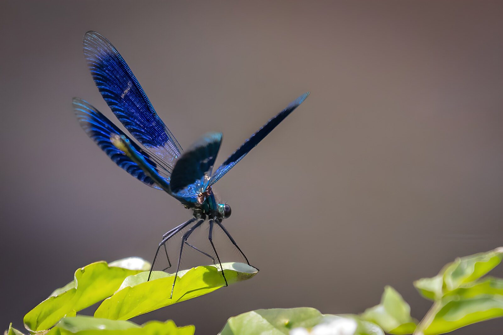 PDGIT9291703: Libellula blu su una foglia al sole