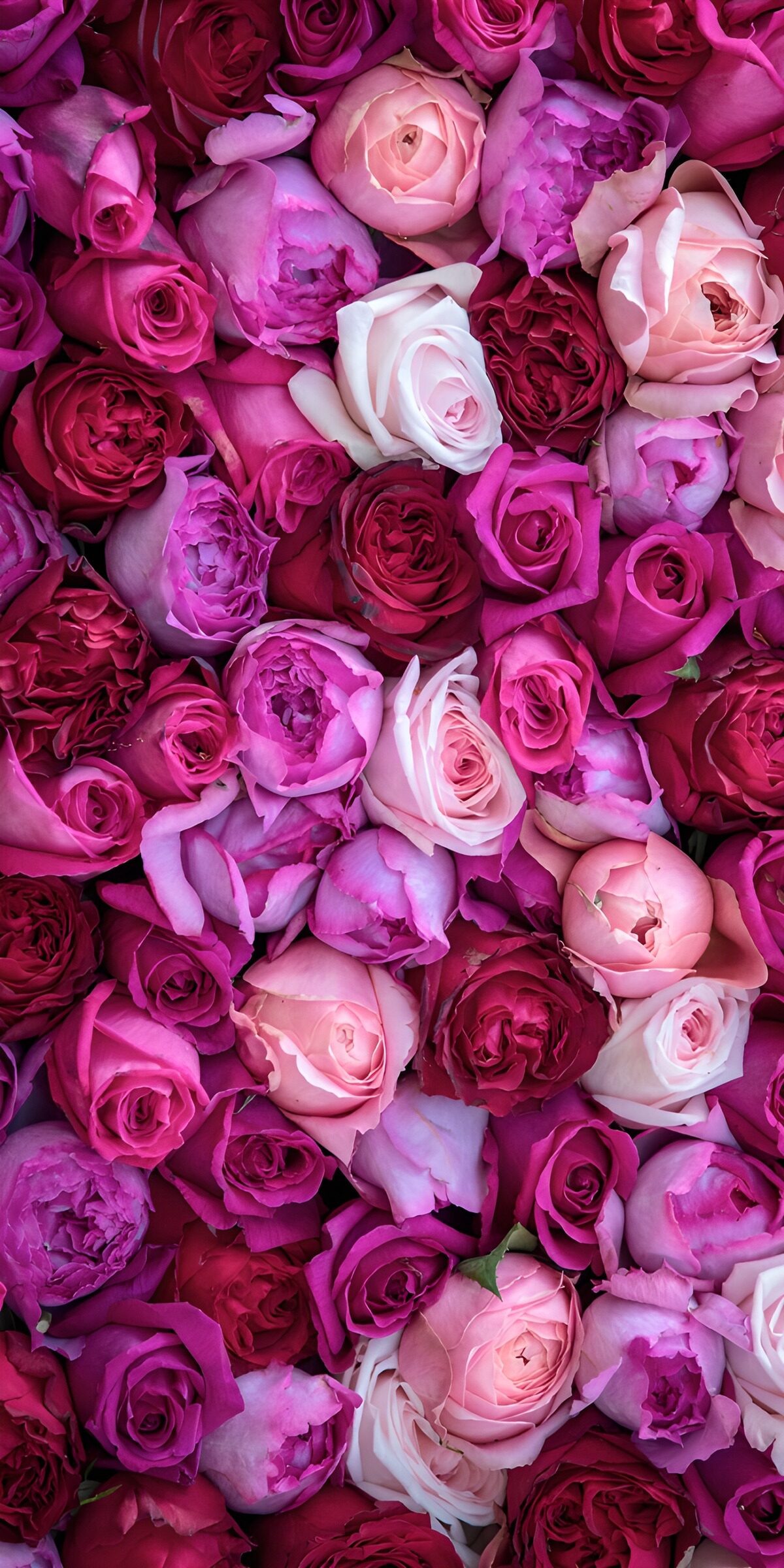 PDGIT3128582: Rose fucsia e crema, petalo su petalo