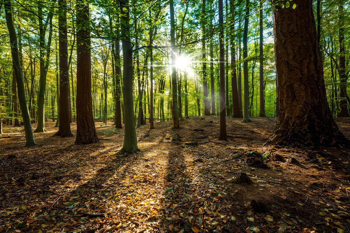 PDGIT5198657: Raggi di sole e lunghe ombre nel bosco