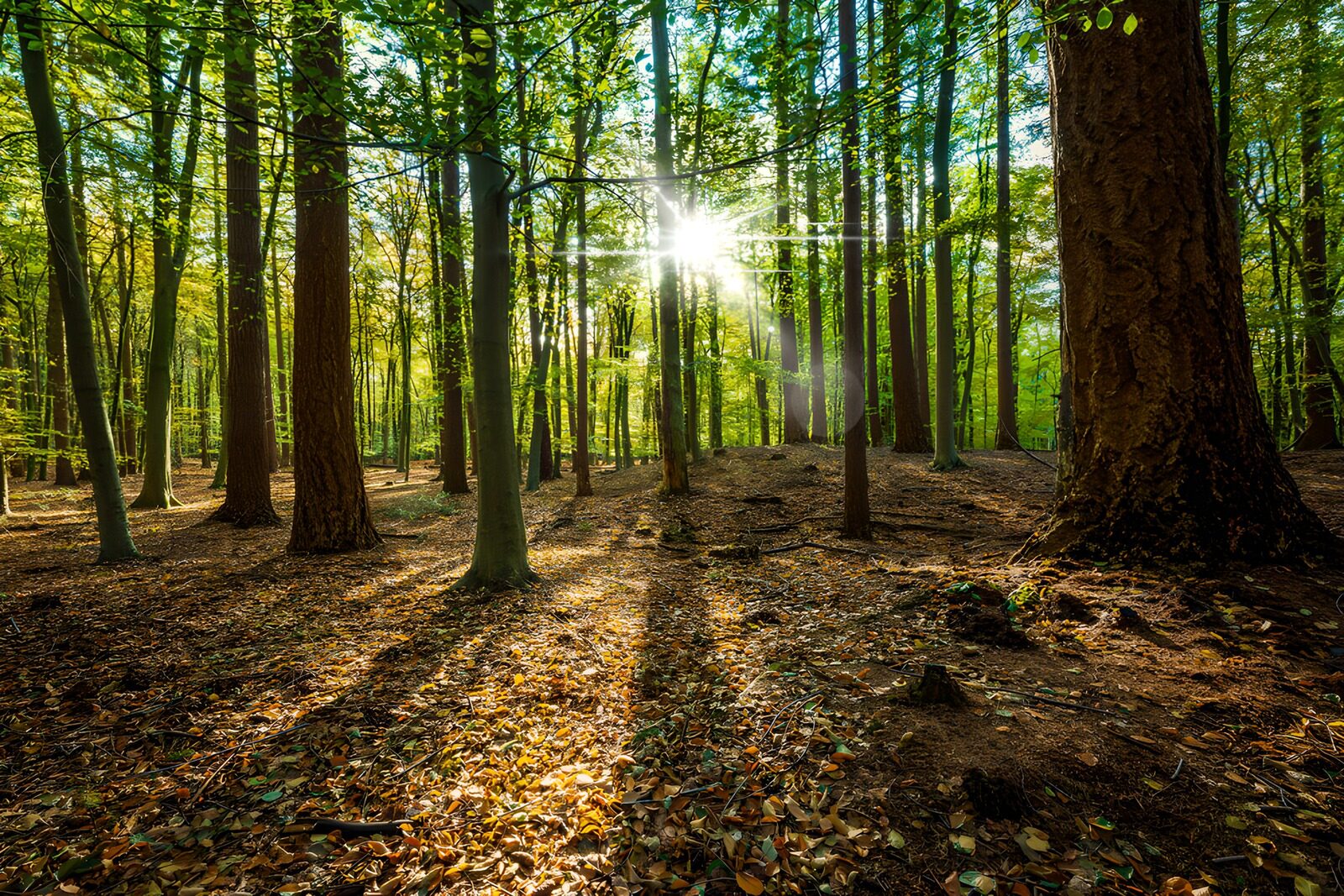 PDGIT5198657: Raggi di sole e lunghe ombre nel bosco