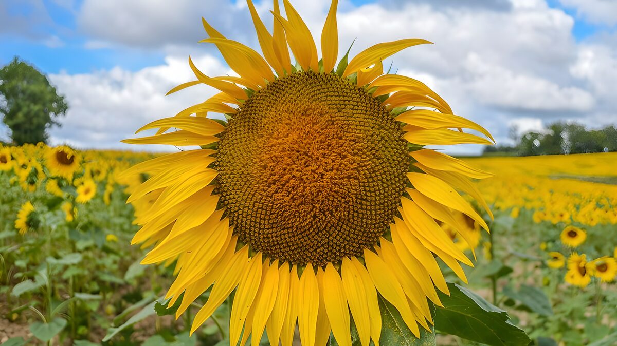 Girasole in primo piano nel campo estivo